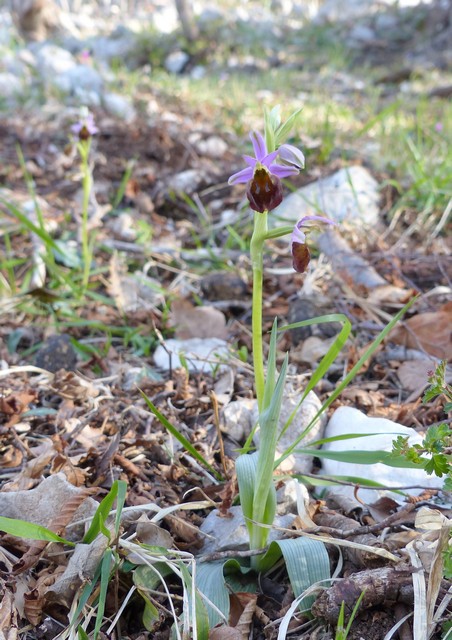 Ophrys crabronifera  Monte Gennaro (Roma) 30 marzo 2017